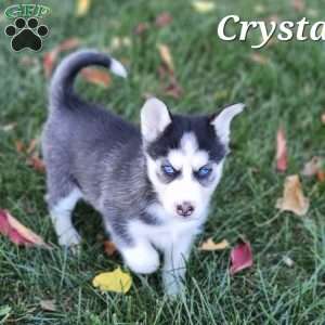 Crystal, Siberian Husky Puppy